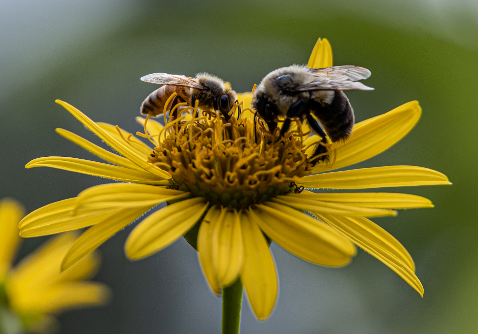 Insektenfreundlicher Garten mit Bienen